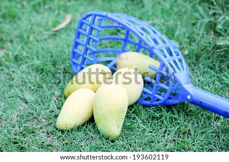 Mango and fruit-picker
