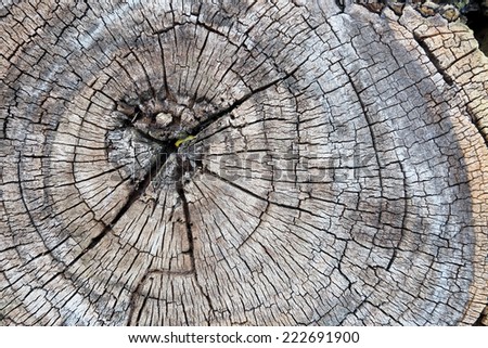 Wooden background with cracked annual growth ring