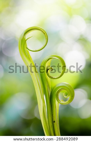 Spiral green leaf,Fern leaf close-up with dew.