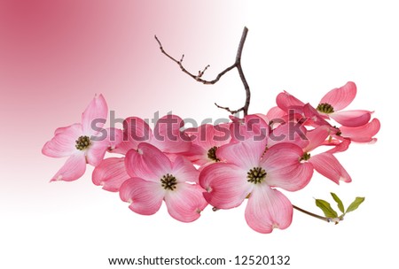 Dogwood+blossoms+pictures