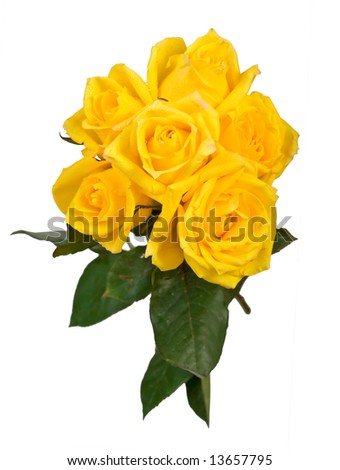 white and yellow rose bouquets. stock photo : ouquet of yellow roses on white