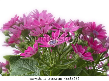 Daisy plant with small pink flowers set against a white background