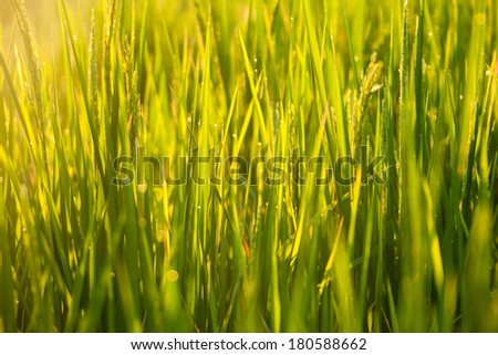 Grass blades with drops of dew on the sunrise in the morning mis