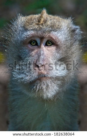 Sad monkey portrait