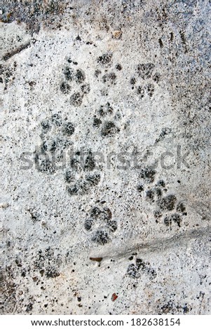 Dog paws prints on a concrete plaster