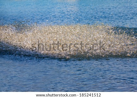 Fish flock jumping out of the water