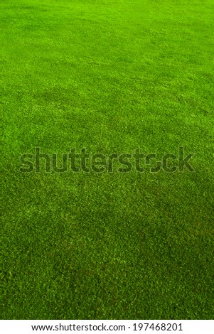 Green short cut grass lawn texture