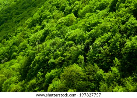 Mountain woods background texture