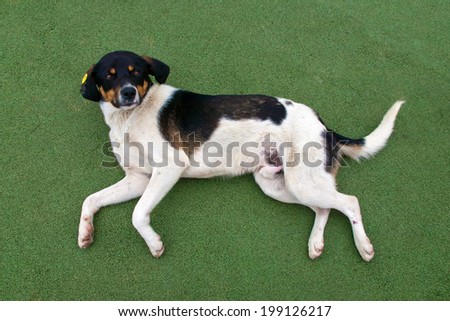 Outbred dog lying on crumb rubber pavement