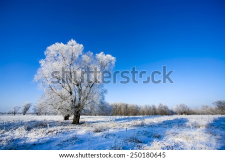 Beautiful trees in white frost on the background of blue sky