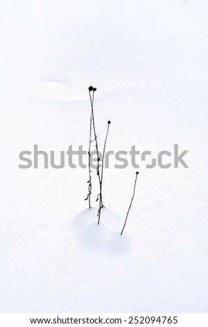 Blade of grass in the snow