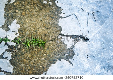 Green shoots of grass breaking through the ice