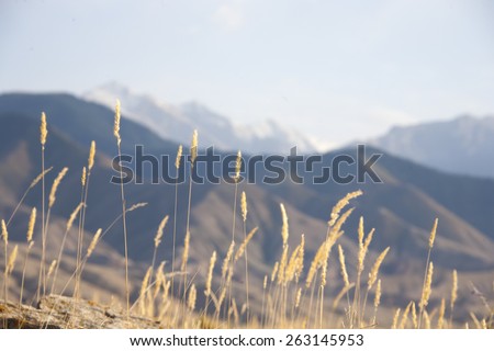 Spikes on the background of mountains