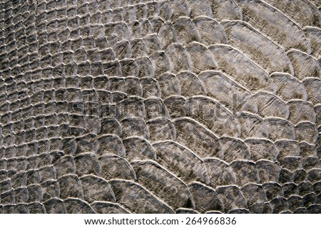 Reptile skin: a crocodile or snake