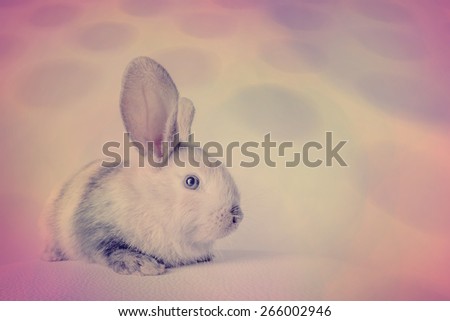 Small fluffy rabbit white  - instagram style