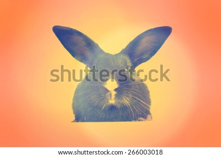 Small fluffy rabbit black with instagram style