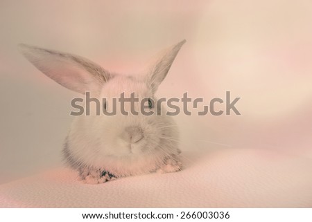 Small fluffy rabbit white  - instagram style