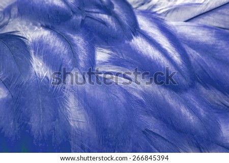 Hen blue feathers texture