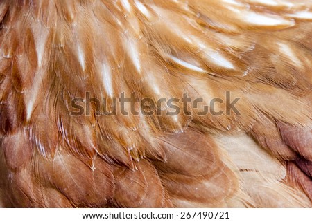 Hen feathers texture