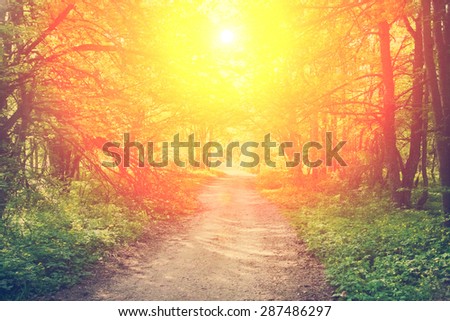 Dirt road in spring green forest