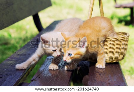 love kittens in the basket on the wooden bench, focus on a red kitten