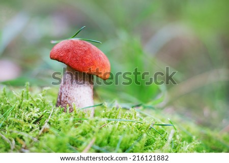 aspen mushroom or orange-cap boletus in the autumn forest moss, shallow depth of field