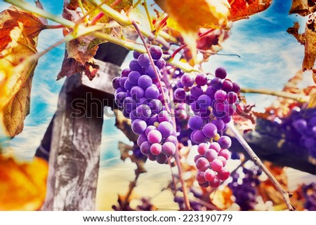 ripe bunch of grapes with autumn leaves on wooden pole against blue sky, harvest purple grapes concept, italian vineyard, vintage toning
