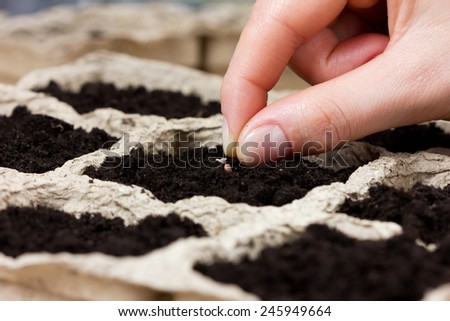 woman hand planting seed in the ground or soil. spring sowing. gardening.