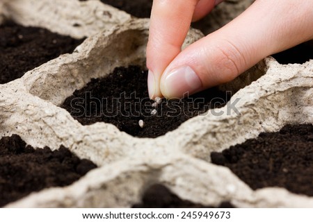 woman hand planting seed in the ground or soil. spring sowing. gardening.