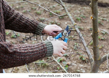 farmer hands cuts with pruning shears fruit trees in a spring garden