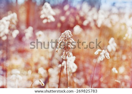 beautiful nature scene or landscape with dry plants in a magical sunset light with fantastic bokeh, toning, shallow DOF