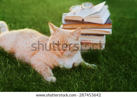 Cute cat with book and glasses lying on green meadow, funny pet