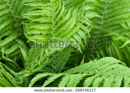 Fern leaves after rain in forest
