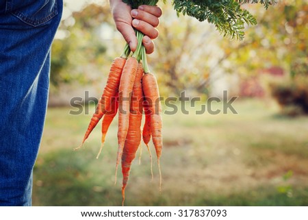 Farmer hand holding a bunch of fresh organic carrots in autumn garden outdoor, toned image