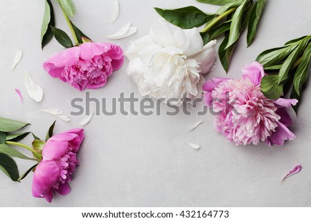 Beautiful pink and white peony flowers on gray stone background with copy space for your text or design, top view, flat lay
