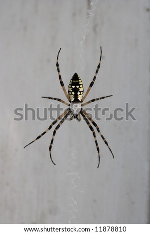 A large black and yellow garden spider