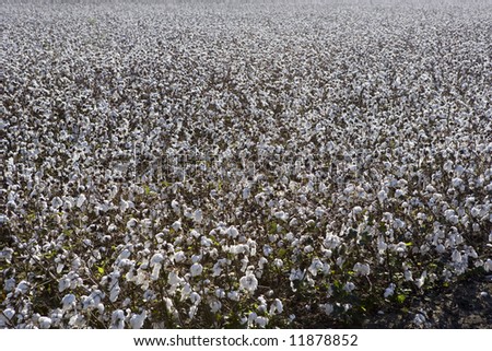 A cotton field immediately before harvest.