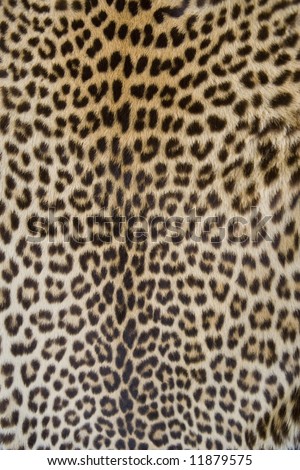 detail of a leopard skin jacket