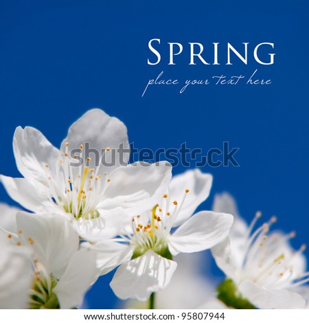 Spring Time - a cherry tree branch with flowers