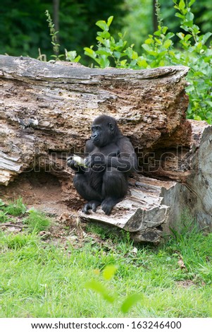 young gorilla on tree