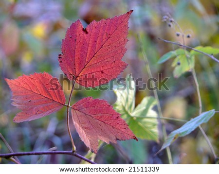 Three leaf