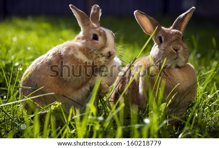 Two funny bunny in the grass. One slightly frightened face. / Rabbits in the grass