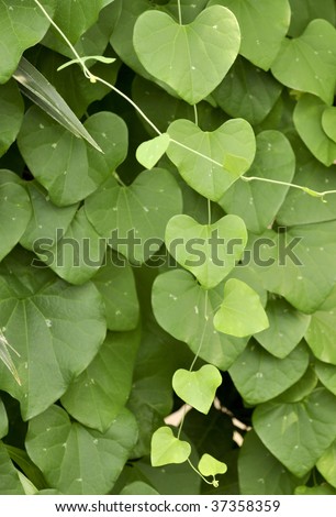 Heart shaped leaves