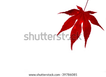 japanese maple leaf tattoo. japanese maple leaf tree. red