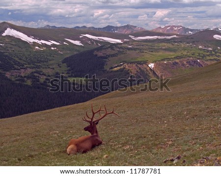A resting bull elk (or wapiti) along trail ridge in Rocky Mountain National Park.  The Never Summer Mountains in the background.