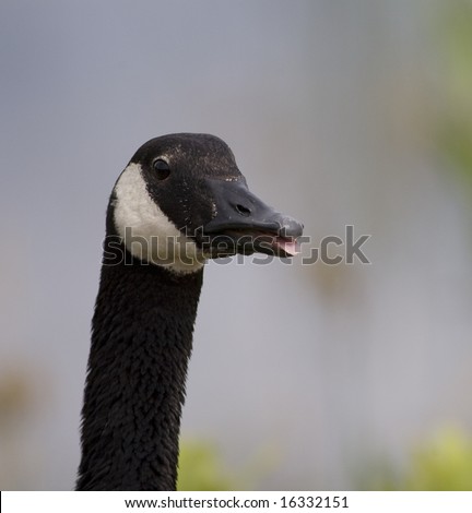 An angry, talking Canada Goose head and neck portrait