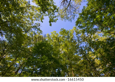Sunlight through a forest canopy on a green summer evening with a blue sky in the north woods of minnesota.