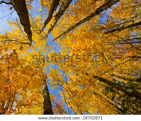 October canopy of maple and birch in the north woods of Minnesota