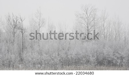 The forested shoreline of a small lake in winter fog in the north woods of Minnesota