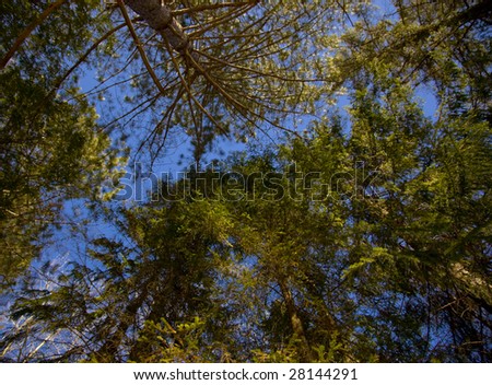 Evergreen canopy under blue sky in the North Woods of Minnesota